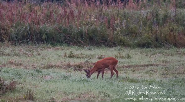 Deer - Summer - Burtnieks, Latvia Tamron 600mm Lens