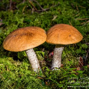 Edible mushrooms. Tamron 90mm macro lens