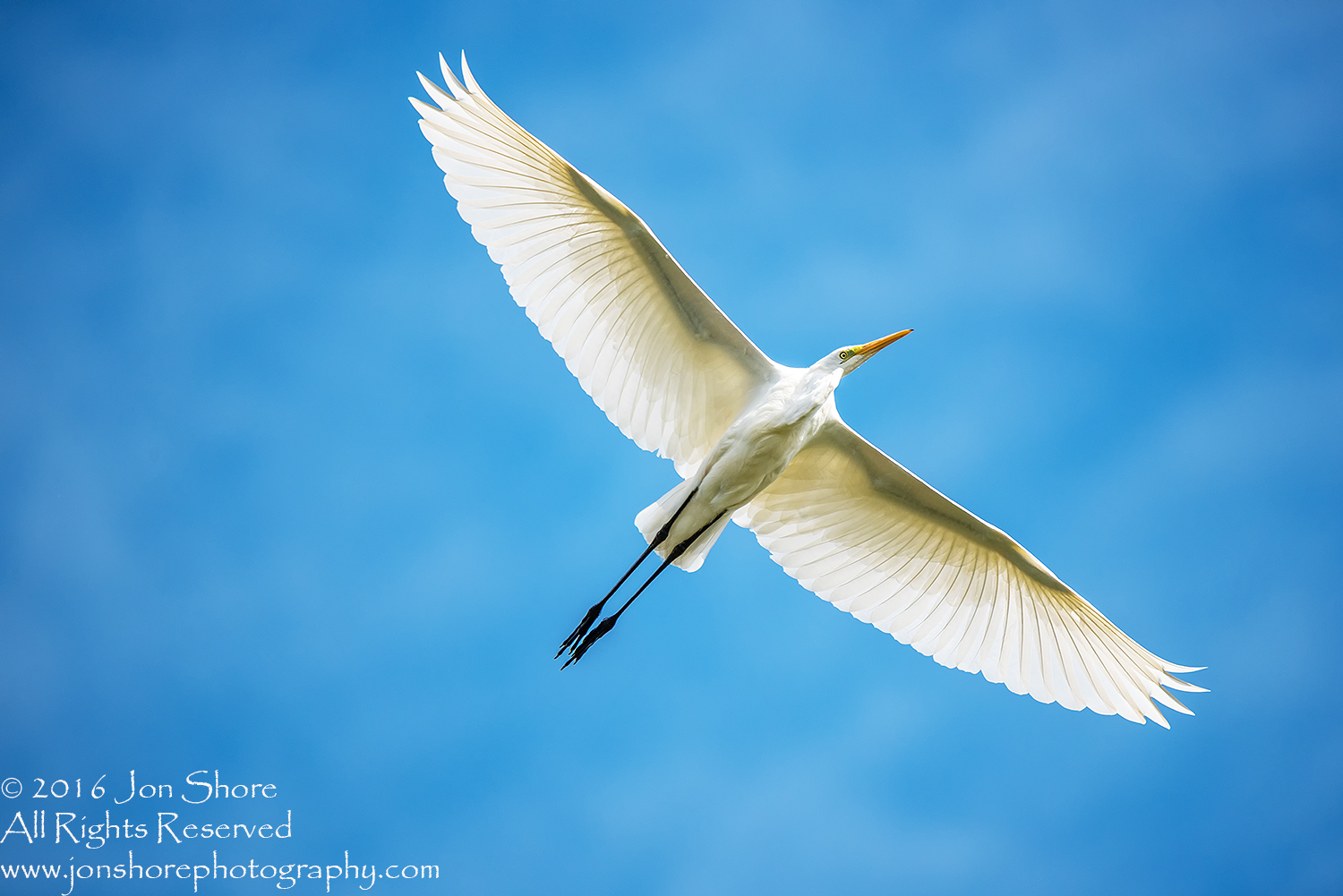 Great White Egret- Summer - Burtnieks, Latvia Tamron 600mm Lens