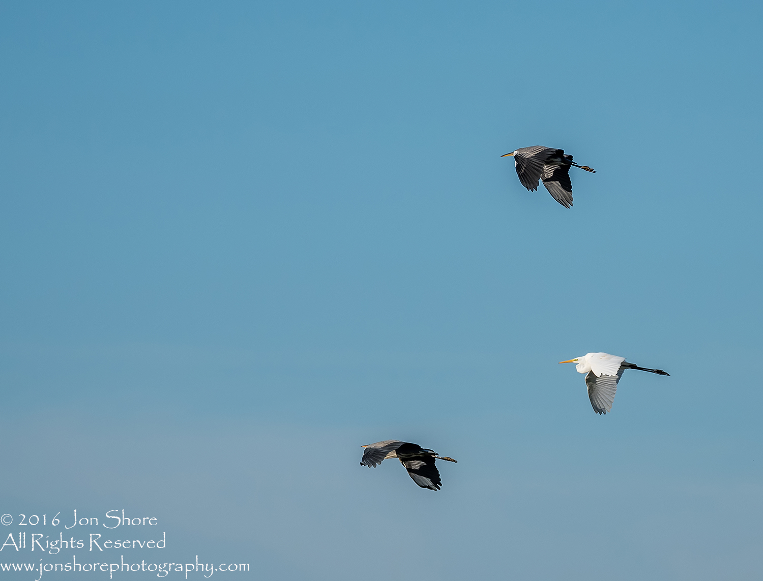 Great White Egret and Grey Herons- Summer - Burtnieks, Latvia Tamron 600mm Lens
