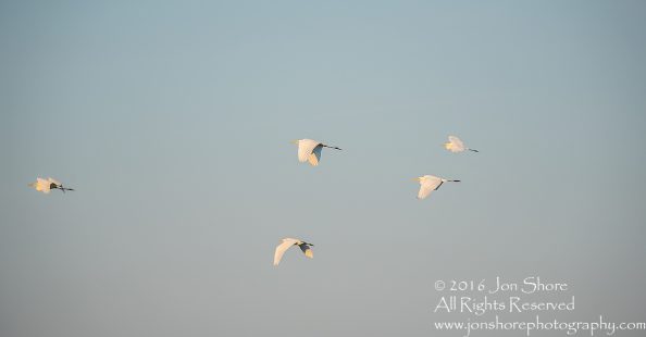 Great White Egret at Sunrise- Summer - Burtnieks, Latvia Tamron 600mm Lens