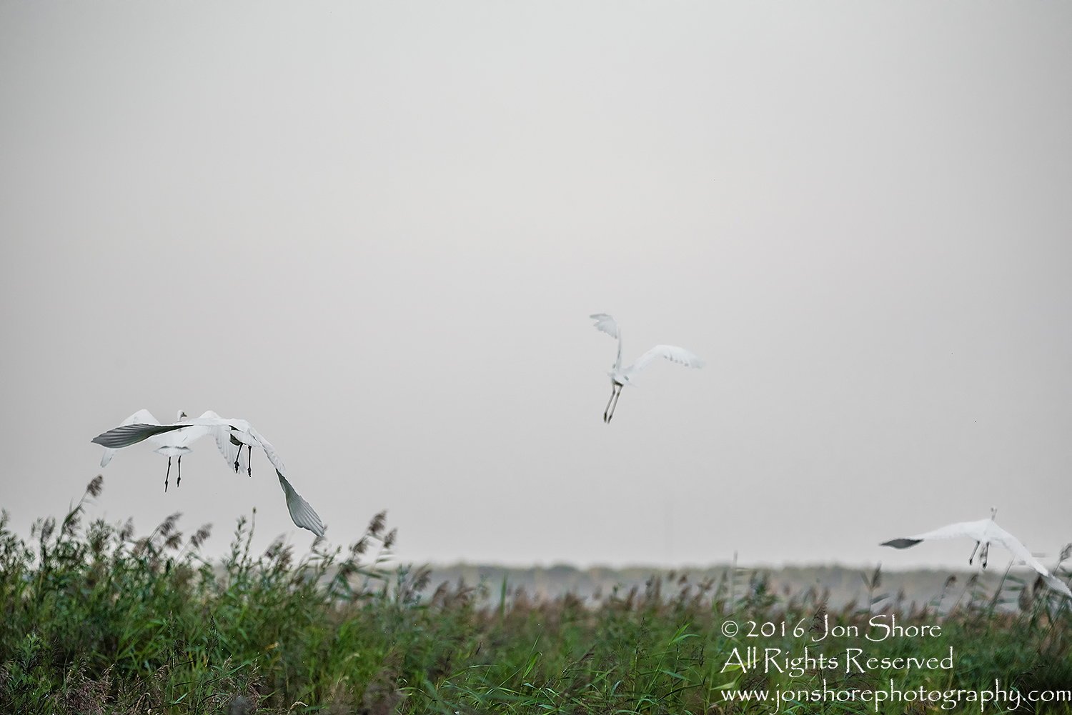Great White Egret at Sunrise- Summer - Burtnieks, Latvia Tamron 600mm Lens