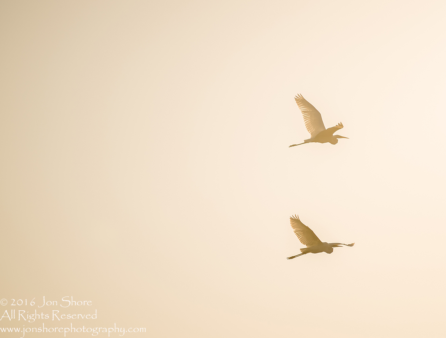 Great White Egrets in Sunset- Summer - Burtnieks, Latvia Tamron 600mm Lens