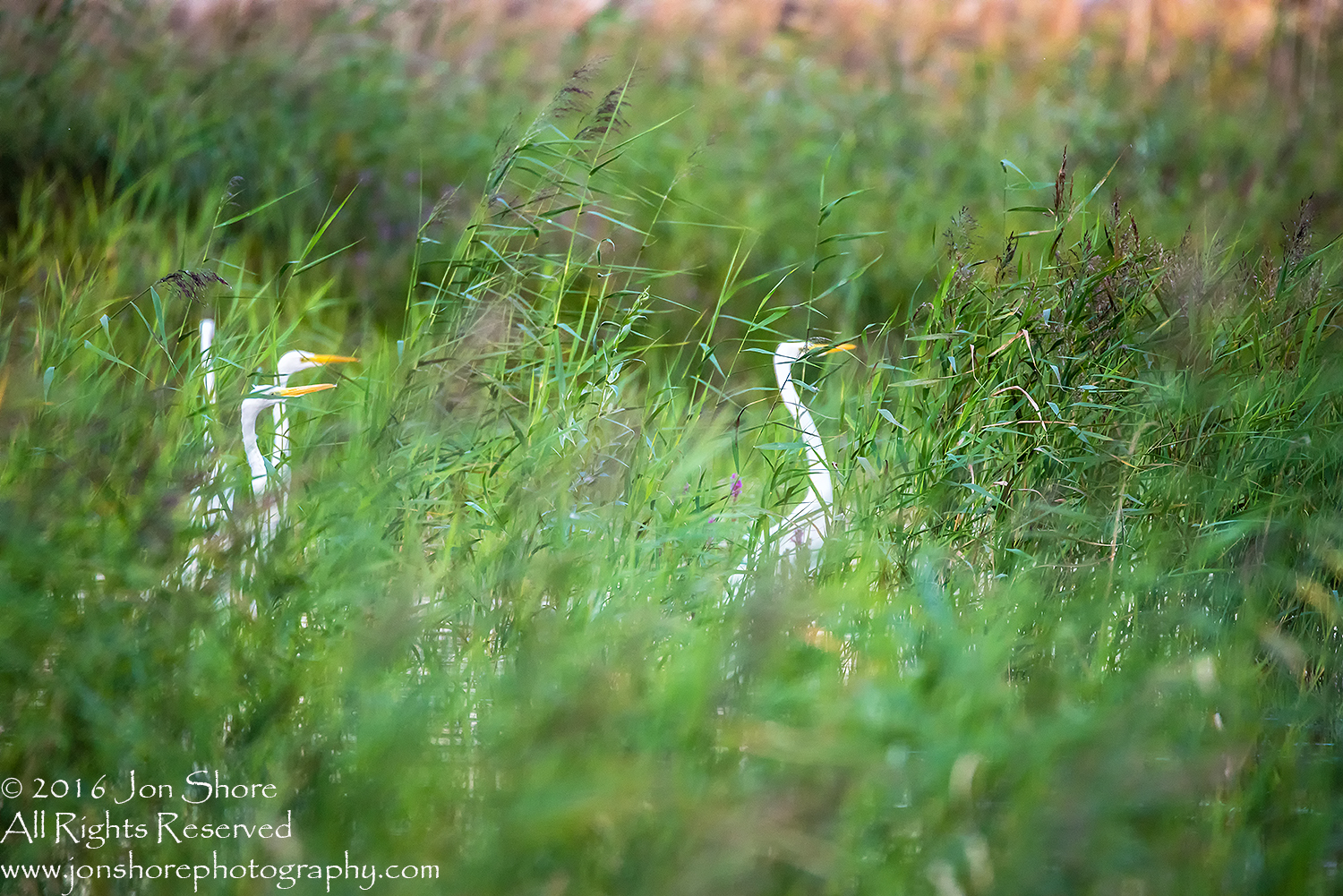 Great White Egrets in the Grass - Summer - Burtnieks, Latvia Tamron 600mm Lens