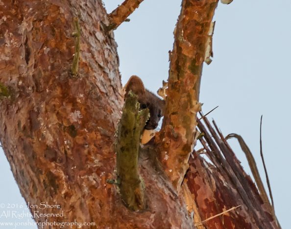 European Pine Marten - Summer - Burtnieks, Latvia Tamron 300mm Lens