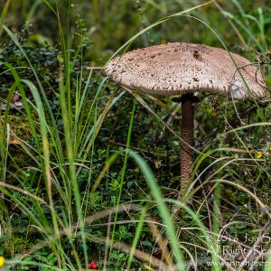 Giant Wild Mushroom Close-up - Latgale, Latvia. Tamron 90mm Macro lens