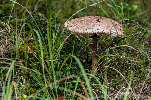 Giant Wild Mushroom Close-up - Latgale, Latvia. Tamron 90mm Macro lens