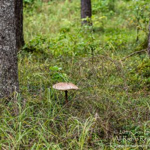 Giant Wild Mushroom Close-up - Latgale, Latvia. Tamron 90mm Macro lens