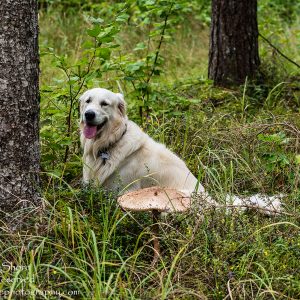 Giant mushroom and Billy - Latgale, Latvia Tamron 70mm Lens