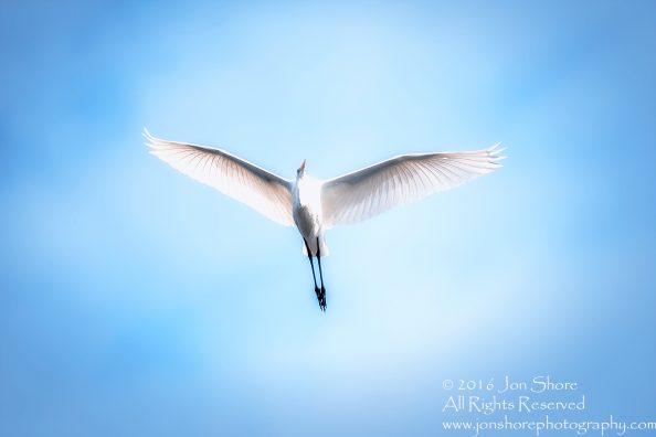 Great White Egret- Summer - Burtnieks, Latvia Tamron 600mm LensGreat White Egret- Summer - Burtnieks, Latvia Tamron 600mm Lens