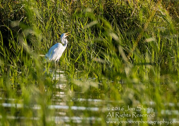 Great White Egret - Summer - Burtnieks, Latvia Tamron 300mm Lens