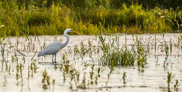 Great White Egret - Summer - Burtnieks, Latvia Tamron 600mm Lens