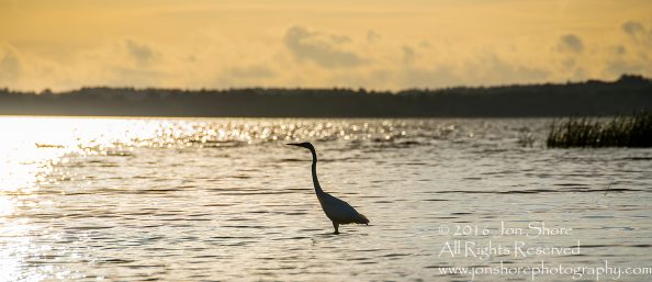 Great White Egret - Summer - Burtnieks, Latvia Tamron 600mm Lens