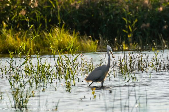 Great White Egret with Fish - Summer - Burtnieks, Latvia Tamron 600mm Lens