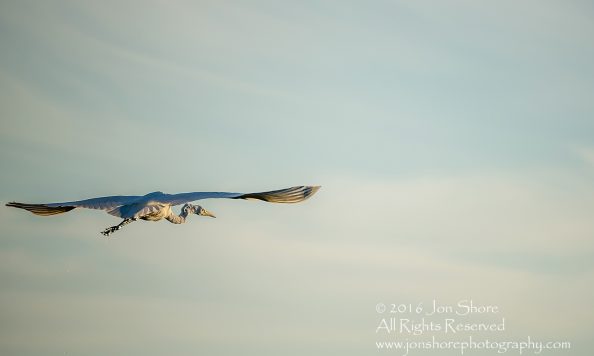 Great White Egret- Summer - Burtnieks, Latvia Tamron 600mm Lens