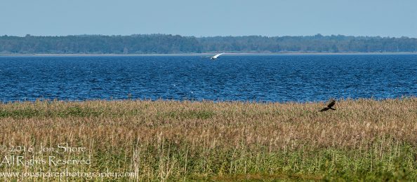 Hawk Chasing Egret Summer Burtnieks Latvia