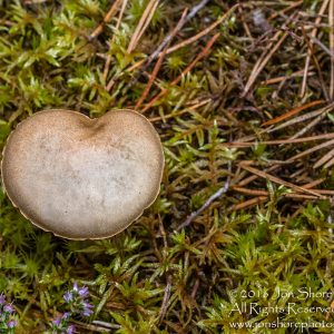 Wild Mushroom Close-up - Latgale, Latvia. Tamron 90mm Macro lens
