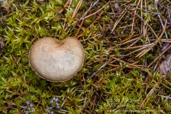Wild Mushroom Close-up - Latgale, Latvia. Tamron 90mm Macro lens