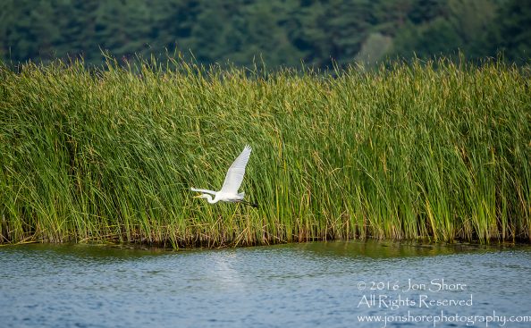 Egret - Summer - Jurmala, Latvia 2016 Tamron 600mm Lens