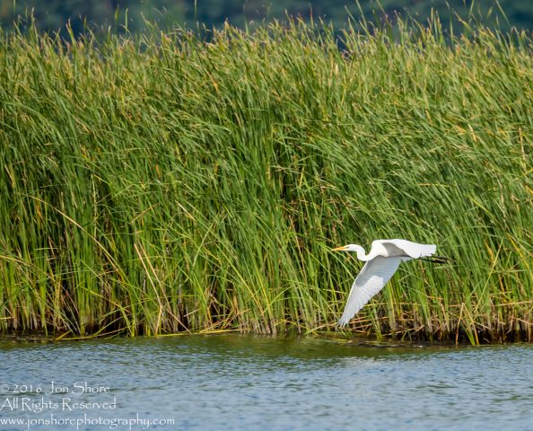 Egret - Summer - Jurmala, Latvia 2016 Tamron 600mm Lens