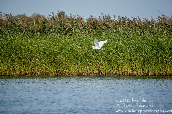 Egret - Summer - Jurmala, Latvia 2016 Tamron 600mm Lens