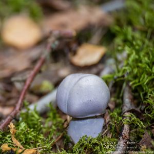 Lavendar Mushroom Macro Close-up. Tamron 90mm Macro lens.