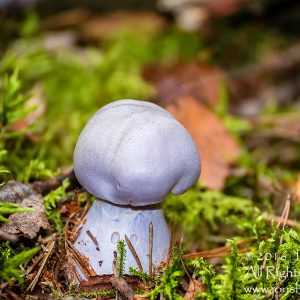 Lavendar Mushroom Macro Close-up. Tamron 90mm Macro lens.