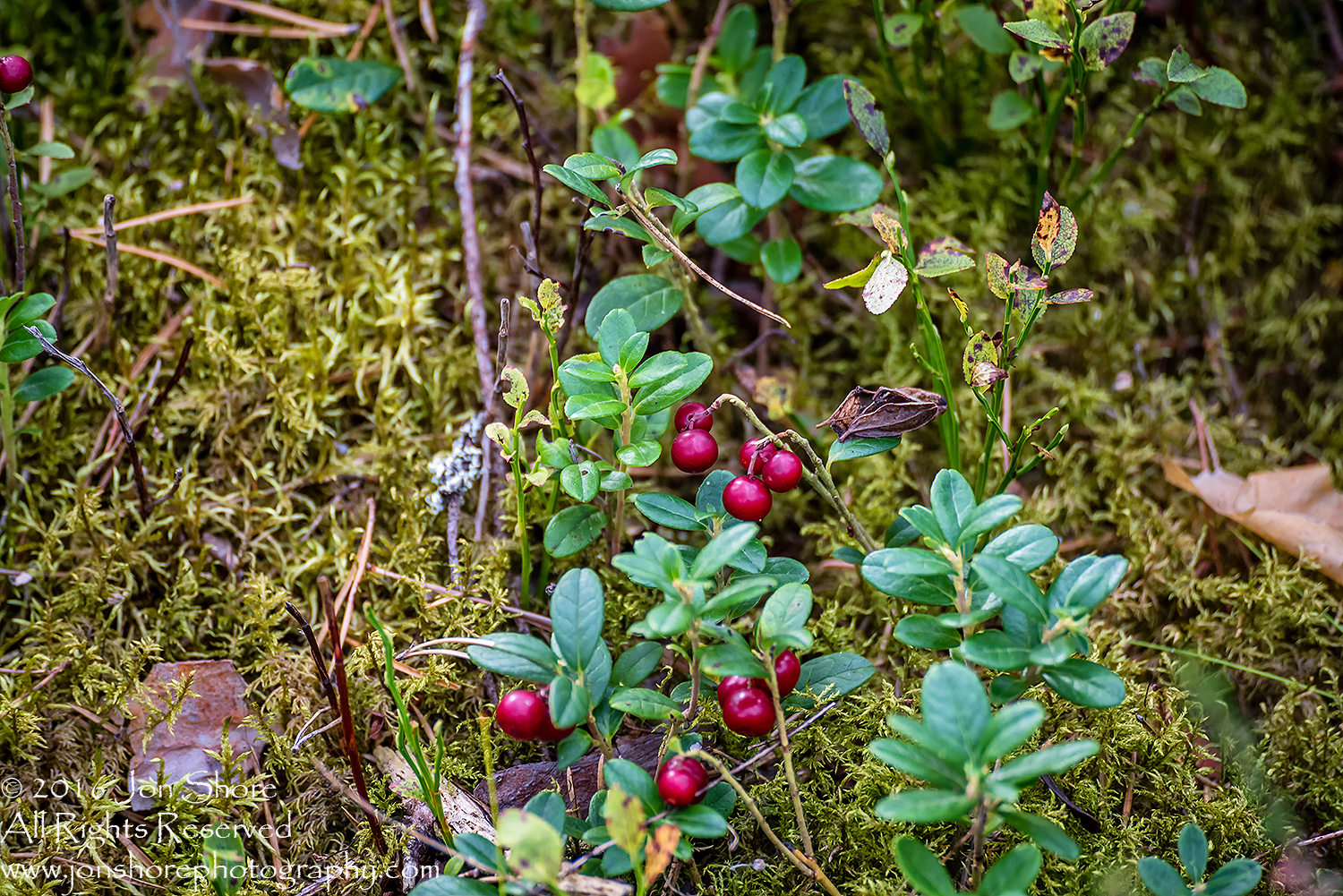 Wild Lingonberries Close-up - Latvia Tamron 90mm Macro Lens