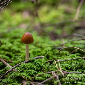 Wild Mushroom - Latgale, Latvia. Tamron 90mm Macro lens