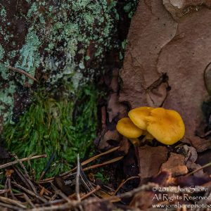 Wild Mushroom - Latgale, Latvia. Tamron 90mm Macro lens