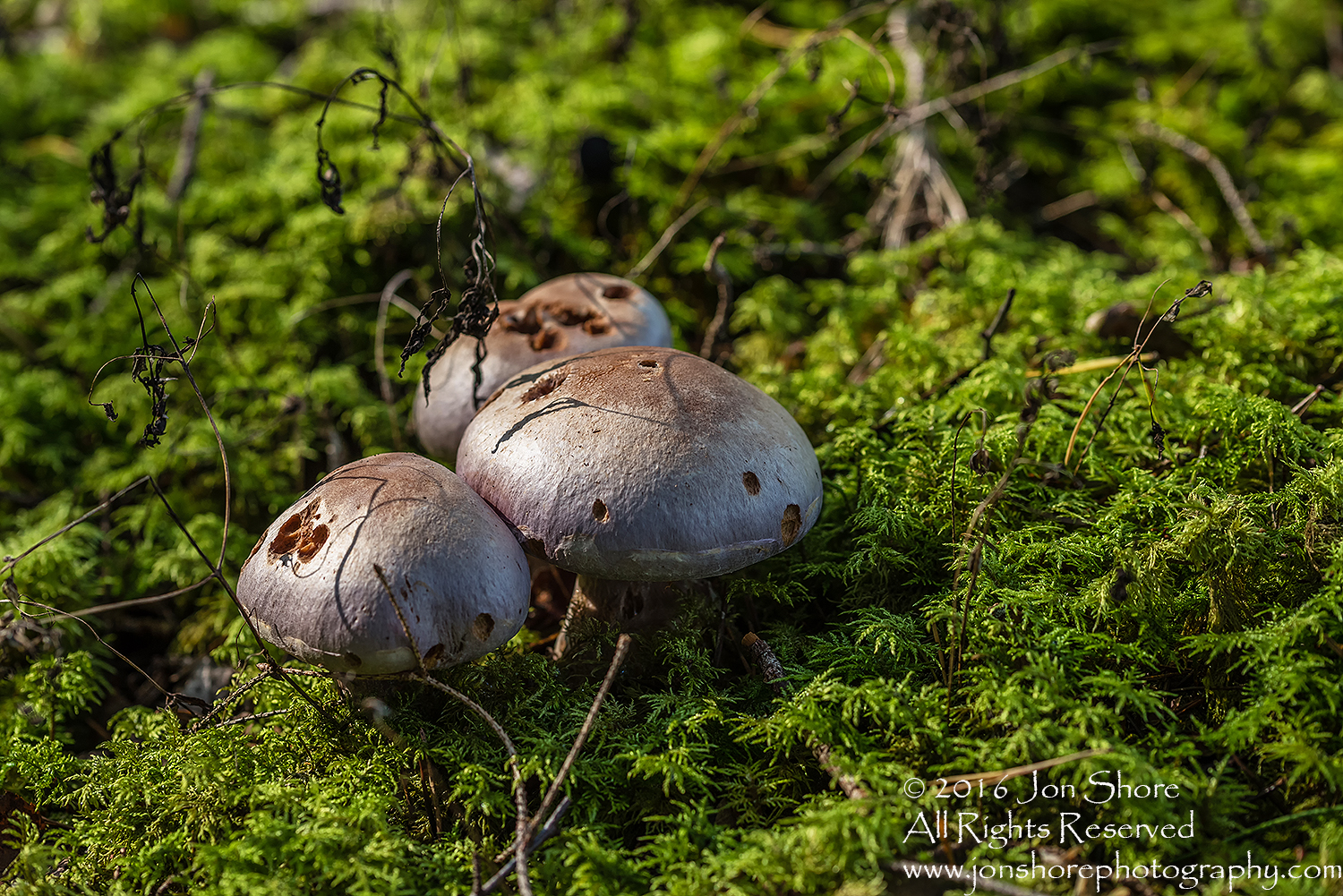 Wild Mushroom - Latgale, Latvia. Tamron 90mm Macro lens