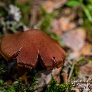 Wild Mushroom - Latgale, Latvia. Tamron 90mm Macro lens