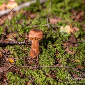 Wild Mushroom - Latgale, Latvia. Tamron 90mm Macro lens