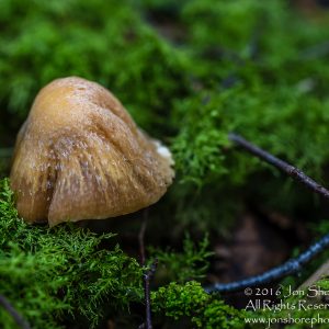 Wild Mushroom Close-up - Latgale, Latvia. Tamron 90mm Macro lens