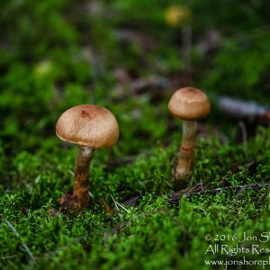 Wild Mushroom Close-up - Latgale, Latvia. Tamron 90mm Macro lens