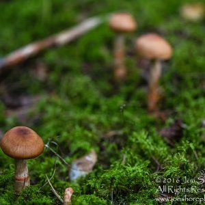 Wild Mushroom Close-up - Latgale, Latvia. Tamron 90mm Macro lens