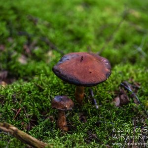Wild Mushroom Close-up - Latgale, Latvia. Tamron 90mm Macro lens