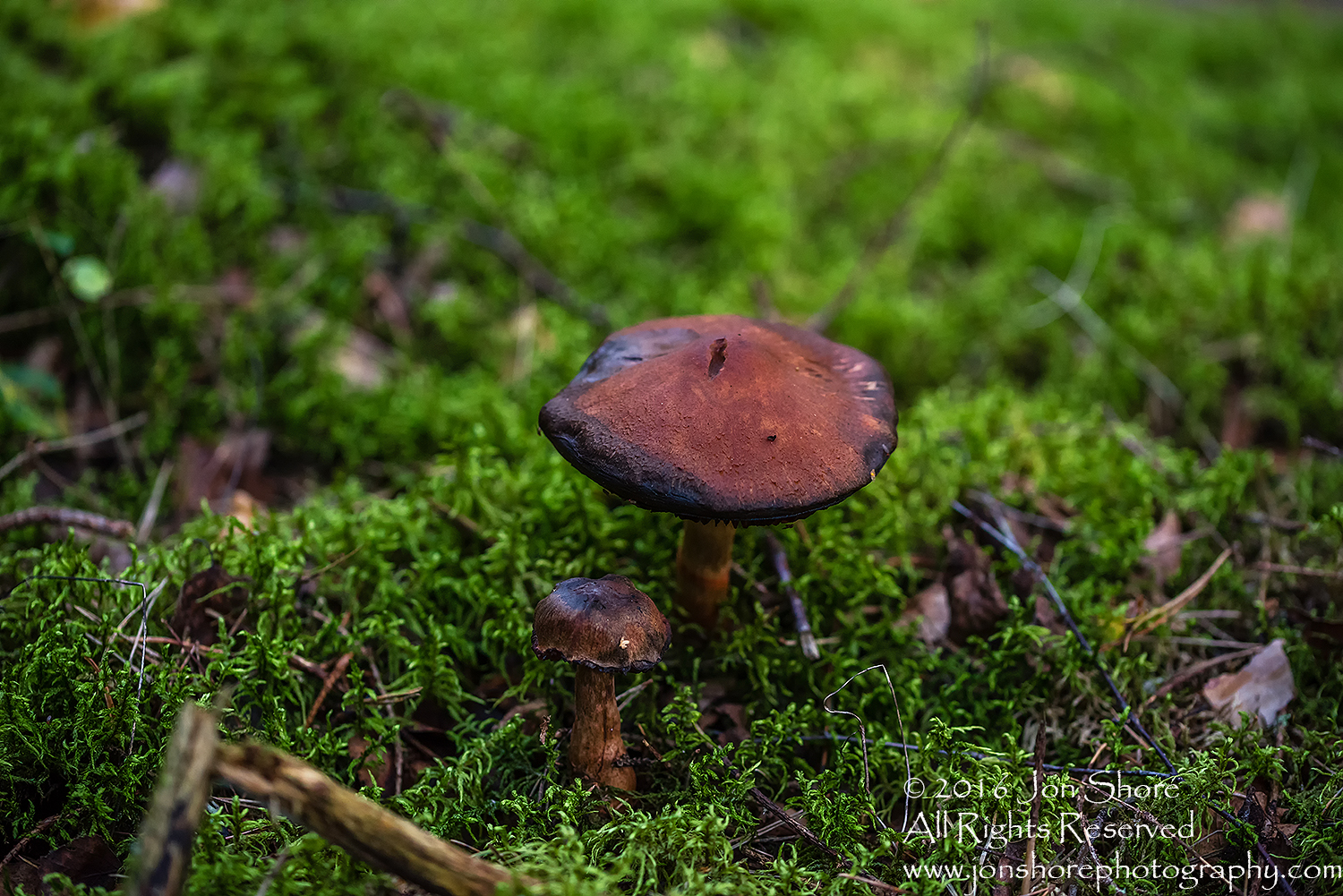 Wild Mushroom Close-up - Latgale, Latvia. Tamron 90mm Macro lens