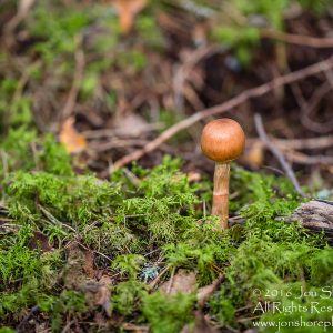 Wild Mushroom Close-up - Latgale, Latvia. Tamron 90mm Macro lens