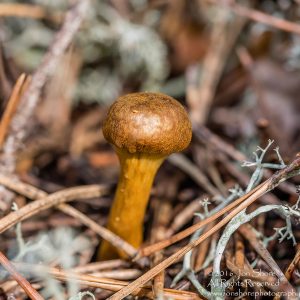 Wild Mushroom Close-up - Latgale, Latvia. Tamron 90mm Macro lens