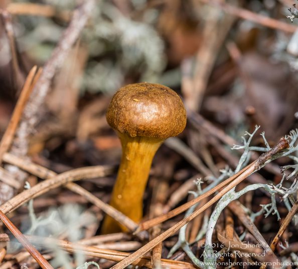 Wild Mushroom Close-up - Latgale, Latvia. Tamron 90mm Macro lens