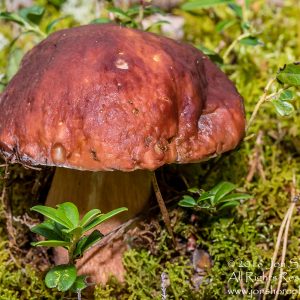 Wild Mushroom Close-up - Latgale, Latvia. Tamron 90mm Macro lens