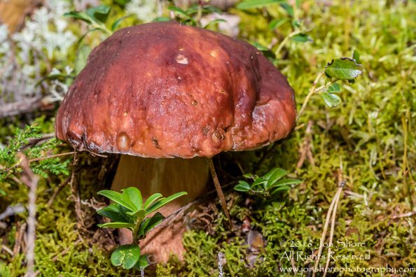 Wild Mushroom Close-up - Latgale, Latvia. Tamron 90mm Macro lens