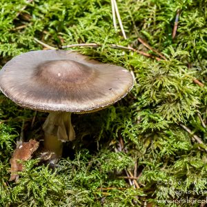Wild Mushroom Close-up - Latgale, Latvia. Tamron 90mm Macro lens