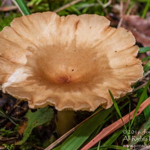 Wild Mushroom Close-up - Latgale, Latvia. Tamron 90mm Macro lens