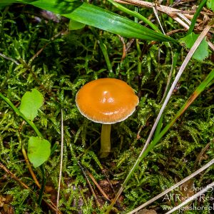Wild Mushroom Close-up - Latgale, Latvia. Tamron 90mm Macro lens
