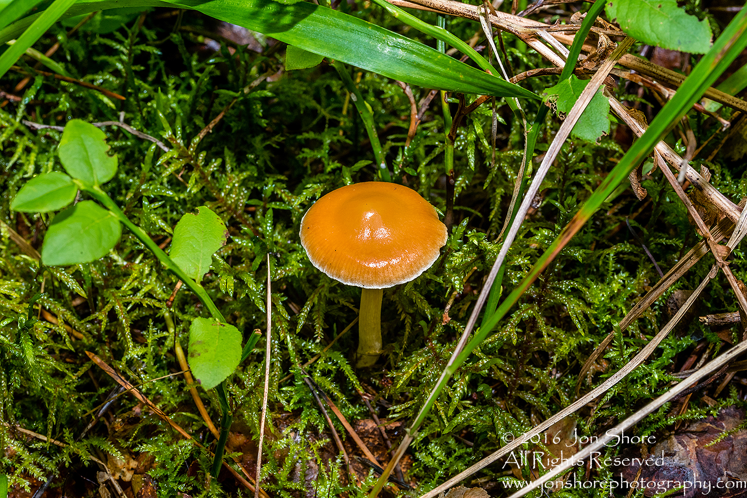 Wild Mushroom Close-up - Latgale, Latvia. Tamron 90mm Macro lens