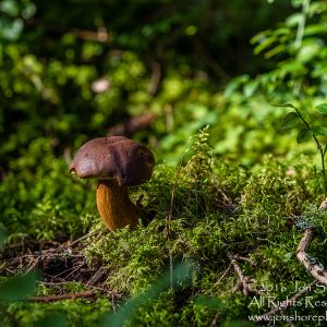 Wild Mushroom - Latgale, Latvia. Tamron 90mm Macro lens