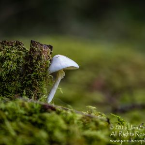 Wild Mushroom - Latgale, Latvia. Tamron 90mm Macro lens