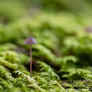 Wild Mushroom - Latgale, Latvia. Tamron 90mm Macro lens